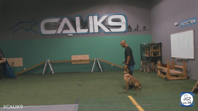 Modern Dog Training - Leadership System Cali K9® Dog Trainers