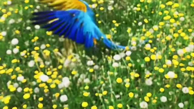 strawhatparrots