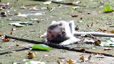 Hungry baby monkey