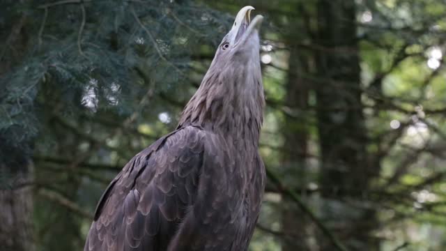 Bald Eagle Calling