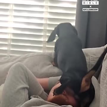 Sausage dog dragging it's sausage on owners face whilst he sleeps