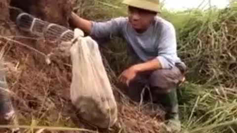 Look at the Vietnamese how to catch rats