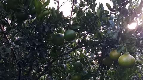 Fruit and vegetables from my backyard in Brazil