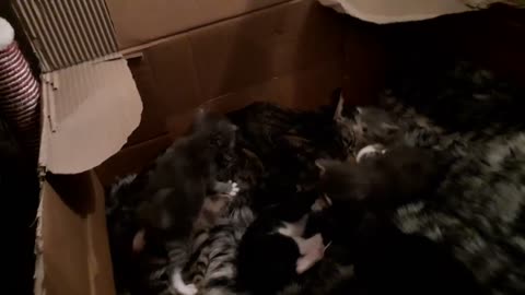 Nugget our 3 legged cat and her 7 kittens at 3 weeks old