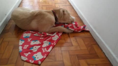 Baby making his tambourine dog