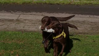 The Hold Command for your Retriever