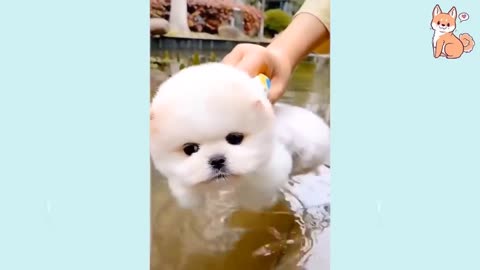 cute puppies doing cute funny things 😍 | cute Compilation #1