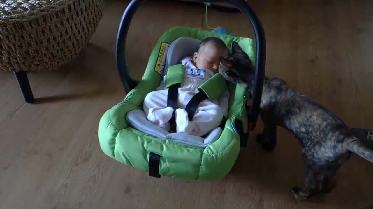 Cats Meeting Babies for the first time (CUTE)