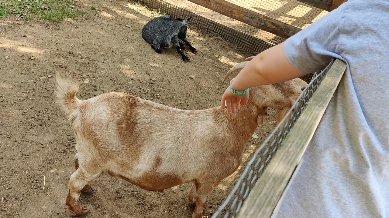 Spencer at petting zoo VID_20211002_143151