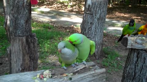 Singer Singer Beautiful Parrots In Jungle