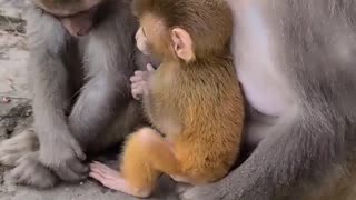 baby monkey cute animals 17