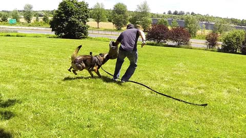 Perro de protección demuestra que es el más valiente y leal compañero