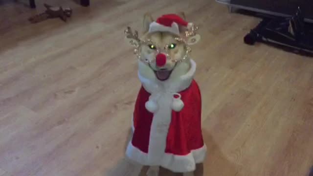 Festive Shiba
