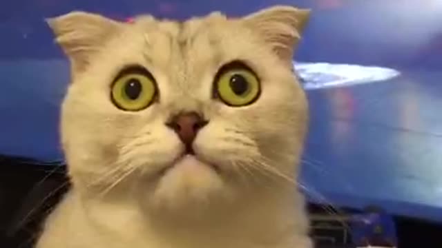 Funny Cats and Kittens Meowing Compilationf