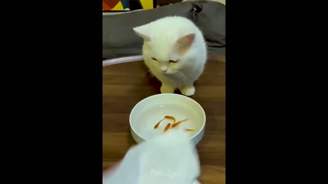 Super Funny Cat bathing Video