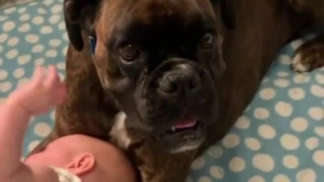 Nanny dog enjoys his little sister Watch Must