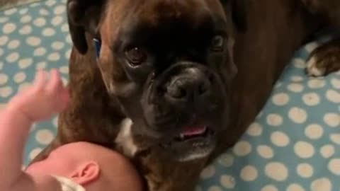 Nanny dog enjoys his little sister Watch Must