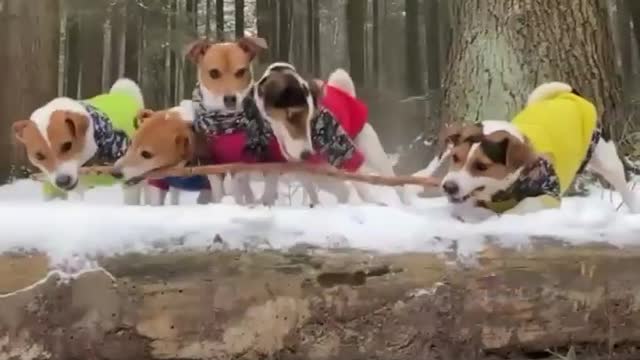 Funny Dogs Videos #2