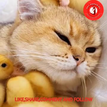 🐯🦆"Adorable Scottish Cat and Duckling Duo"🦆🐯