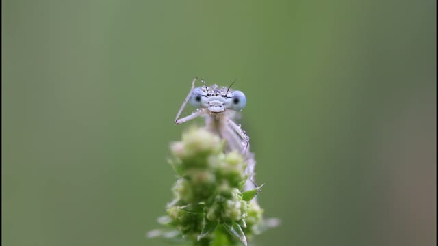 military salute from dragonfly to all