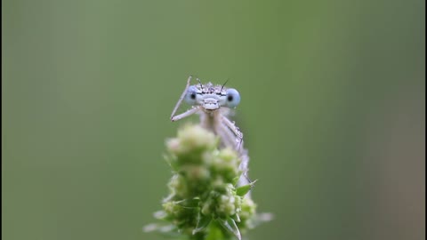 military salute from dragonfly to all