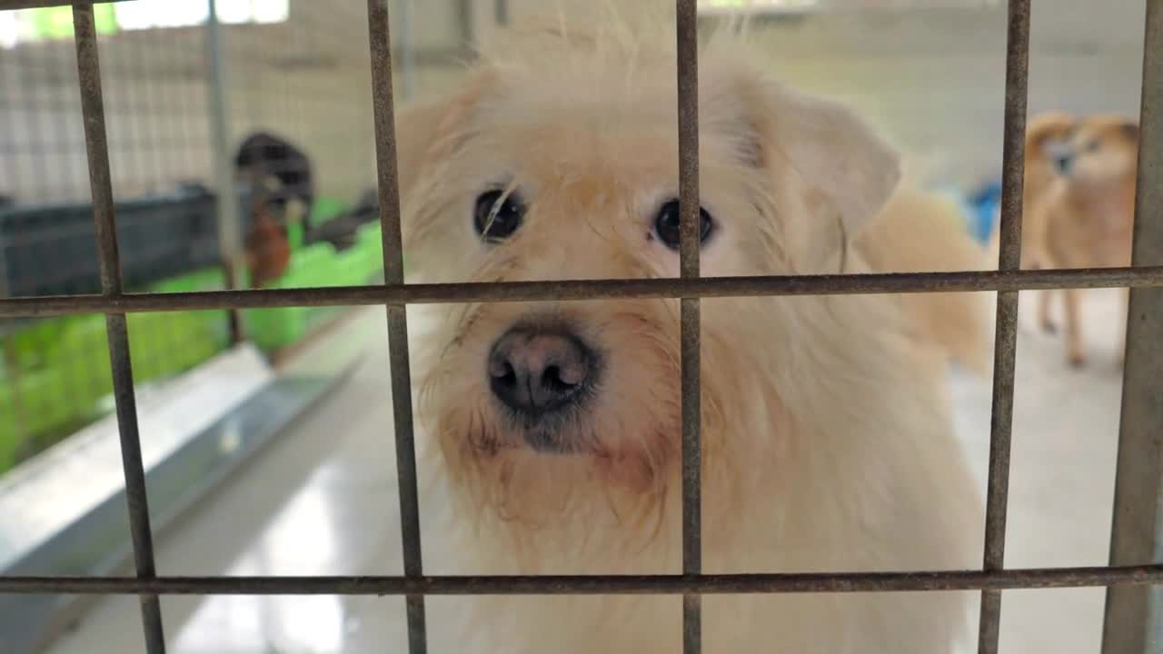 Portrait of sad mixed breed dog behind the fences. Dog in a shelter or an animal nursery