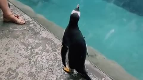 Penguin Jumps Out of Pool