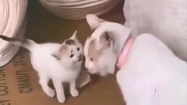 The best funny animals every day Compilation #9 Cats and Dogs