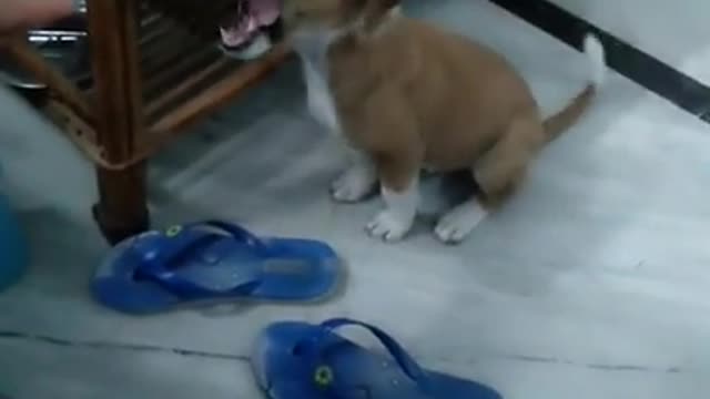 funny puppy love compilation