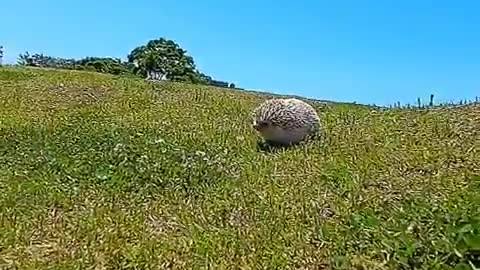 hedgehog with smell ability to detect warms