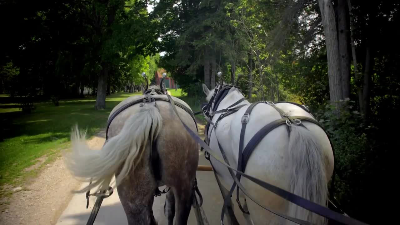 Horses Pulling Carriage Down Quiet Road