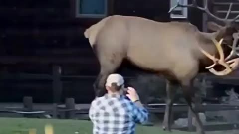 Big Animals bettal
