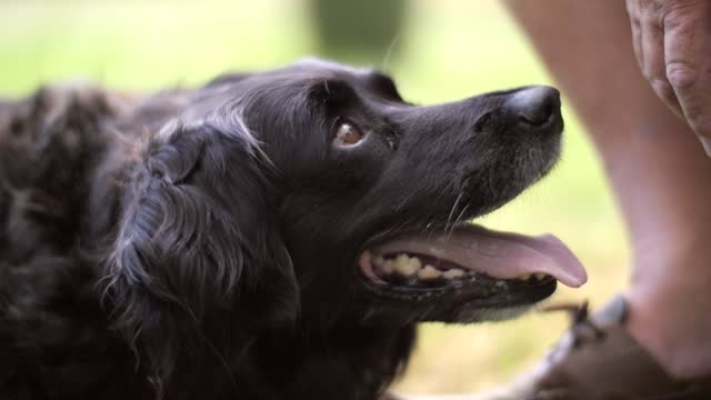 A slow motion shot of a dog staring at its owner.