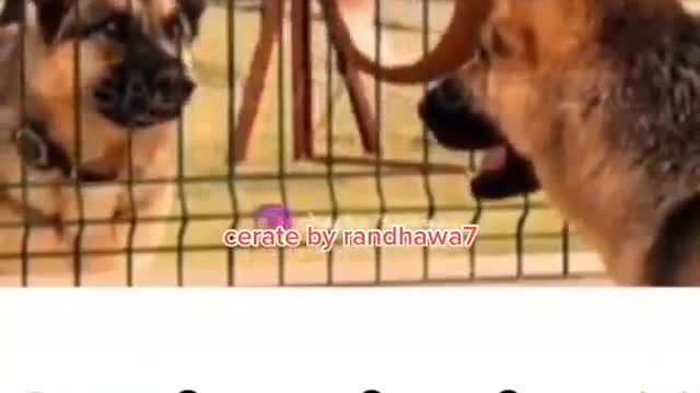 Funny puppy talk