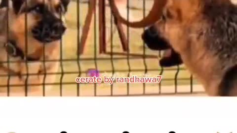 Funny puppy talk