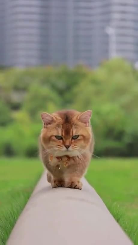 Regardless of your current state, always be this confident like this cat!! #enlightenment #strength