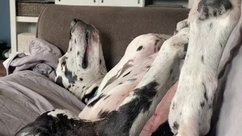 The Great Dane Video 46