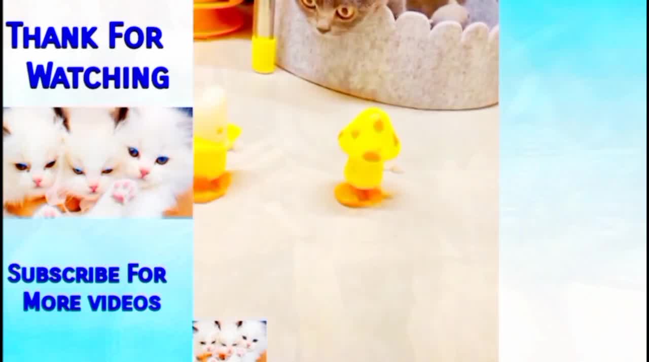 Funny Pets, Funny Cats, Funny Dogs, Funny Cats & Dogs, Funny Pets & Animals Compilation #01
