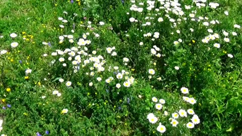 Daisies