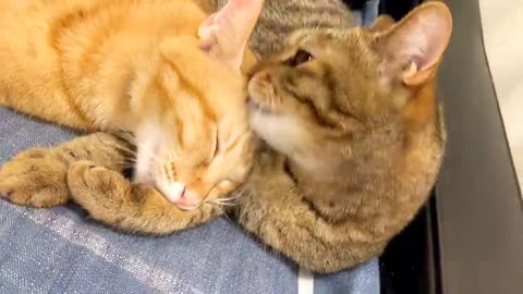 protection cat family
