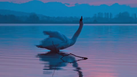 Beautiful crane during sunset