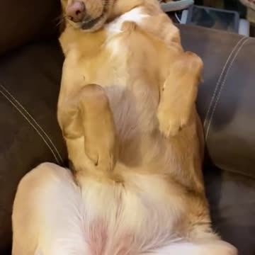 Woman struggles to measure dramatic dog for a new coat.