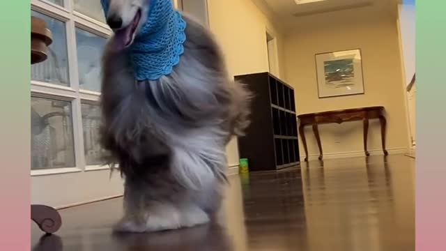 #Funny and Cute Dog Video Compilation_