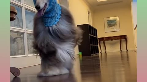 #Funny and Cute Dog Video Compilation_