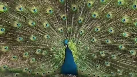 cute#amazing#animal