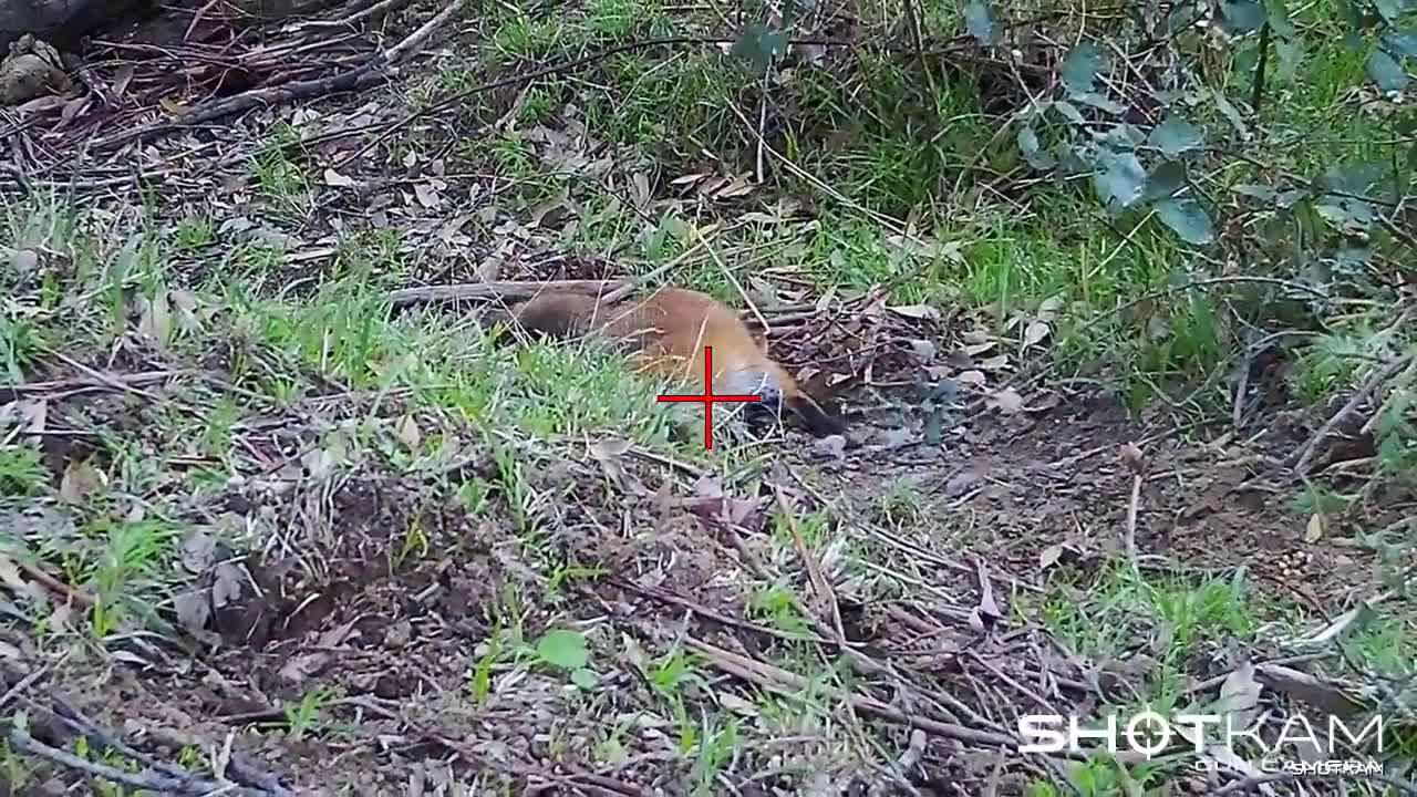 Fox hunting - shotkam!!