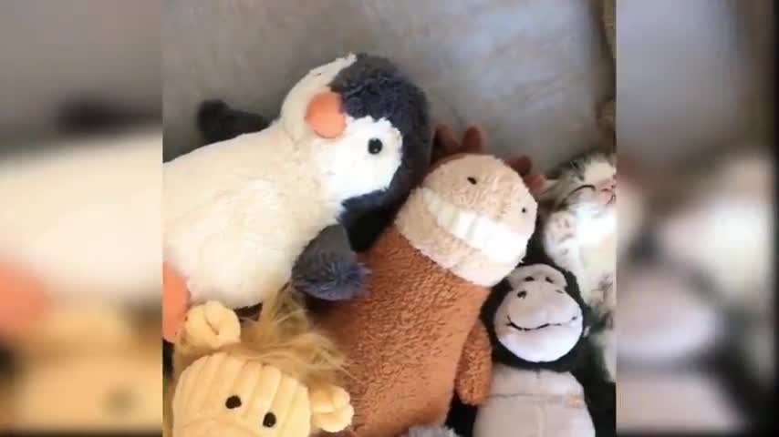 Cate video baby cat cat and funny cats