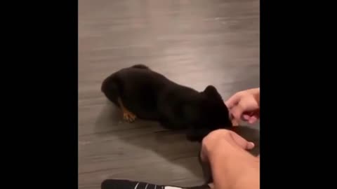 the funniest animals 05