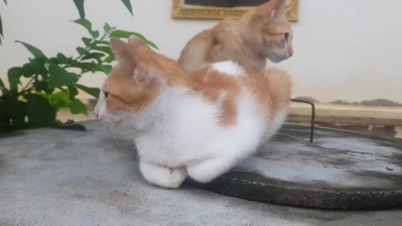 The kitten from the head is shaking | Diana-videos cat cute 🐈😘😘