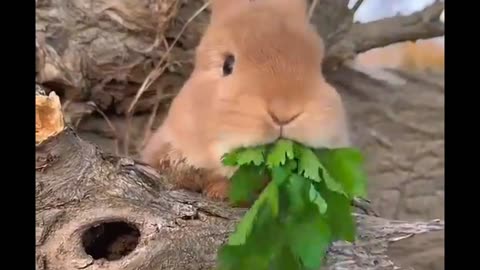 Rabbit eating vegetables🥬🥬